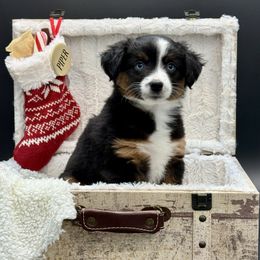 Lyric - Black tri female Miniature Australian Shepherd puppy in Covington, Pennsylvania from Rigas Mini Aussies LLC