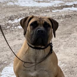 Mae Starbuck - Boerboel