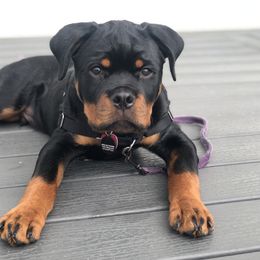 Rottweiler Puppies from Von Der Hing Rottweilers