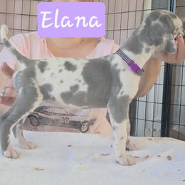 Elana - Blue and white female Great Dane puppy in Longview, Texas from Lazy A Danes