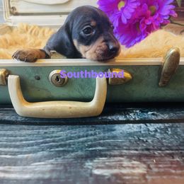 V Purple - Black and tan female Dachshund puppy in Leoma, Tennessee from Southbound Kennel