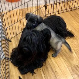 Skye Terrier Puppies from Solana Skye Terriers, Reg.