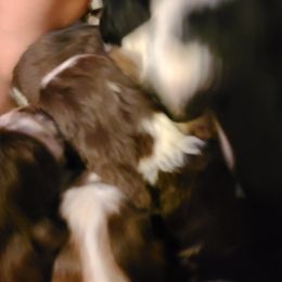 English Springer Spaniel Puppies from Savannah River Springers