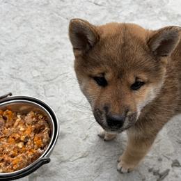 Shiba Inu Puppies from Hillsdale Shiba Inu