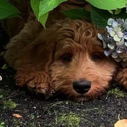 Goldendoodle and Poodle All Grown Up from Green Heart Poodles and Doodles