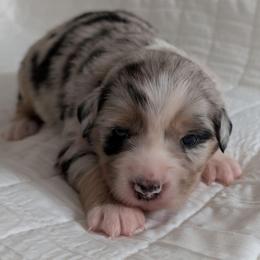 Pearl - Blue merle female Miniature Australian Shepherd puppy in Crockett, Texas from Pleasant Grove Aussies