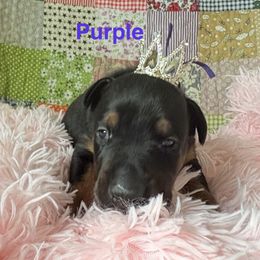 Purple - Black and rust female Doberman Pinscher puppy in Xenia, Ohio from Davis Family Dobermans
