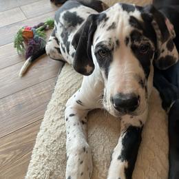 Elliot - Harlequin male Great Dane puppy in Durango, Iowa from Robin's Great Danes