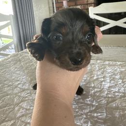 Boy 1 - Dapple male Dachshund puppy in Modesto, California from Lola’s Doxies