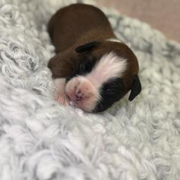 Duke Valentino - Fawn male Boxer puppy in Russellville, Missouri from Soaring Royalty Canines LLC