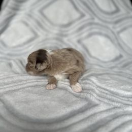 Miniature Australian Shepherd and Toy Australian Shepherd Puppies from Cherry Grove Kennel