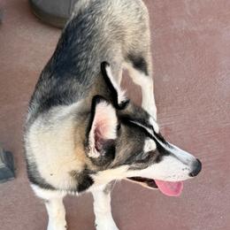 Pomeranian and Siberian Husky Puppies from Oasis Kennels