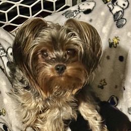 Tilly - Yorkshire Terrier