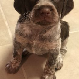 Brittany Puppies from Lizas Brittanies