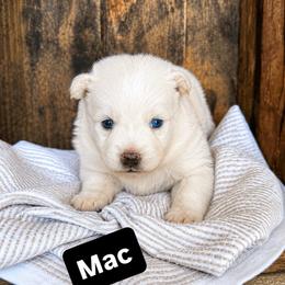 Mac - White male Pomsky puppy in Grass Valley, California from Karalot Pomskies
