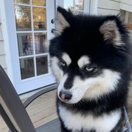 Dovia - Pomsky