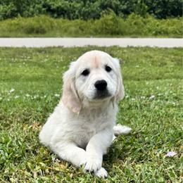 Lady - Light golden female Golden Retriever puppy in Lehigh Acres, Florida from Puppy Love