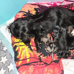 Dachshund puppies from Mini Dachshund Loves