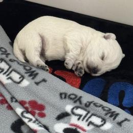 Boy 1 - White male West Highland White Terrier puppy in Alabaster, Alabama from Southern Belle Westies