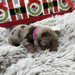 Dark Pink - Dapple female Dachshund puppy in Brandon, Mississippi from A & N Kennels