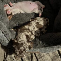 Dachshund Puppies from The Weenie Herd Mom