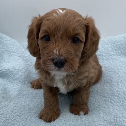 Ozzie - Red  male Goldendoodle puppy in Kansas City, Kansas from Bella & Ivy’s Mini Goldendoodles of KC