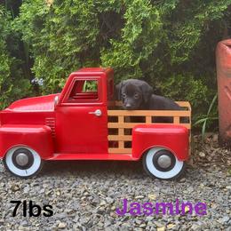 Jasmine - Black female Labrador Retriever puppy in Tigard, Oregon from Morrison Labrador Retreivers