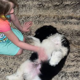 Newfoundland and Shih Tzu Puppies from Grand Meadow Newfoundlands