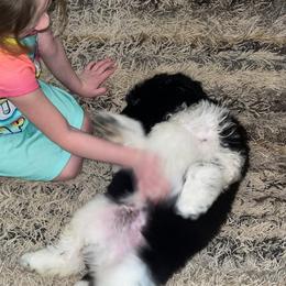 Newfoundland and Shih Tzu Puppies from Grand Meadow Newfoundlands