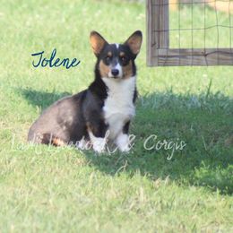 Jojo - Pembroke Welsh Corgi