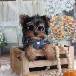 LANCE - Black and gold male Yorkshire Terrier puppy in Hughesville, Missouri from Puppykiss4u