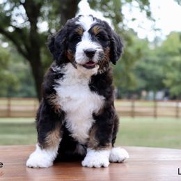 Bernedoodle Puppies from Bernedoodle Bliss