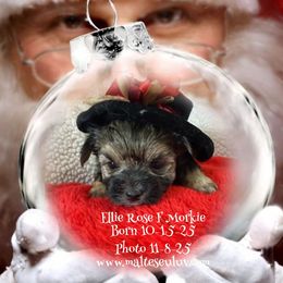 Girl 2 - female Maltese puppy in Silverhill, Alabama from Malteseuluv’s Tiny Treasurers