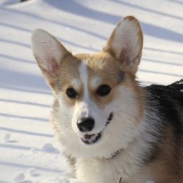 Fiona - Pembroke Welsh Corgi