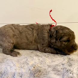 Red Collar Girl - Blue merle female Bernedoodle puppy in San Augustine, Texas from Vintage Doodles
