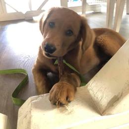 Companion Cross and Golden Retriever Puppies from Happy Tails Mini Goldens