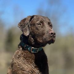 Chesapeake Bay Retrievers from Waterfowl Collector Retrievers