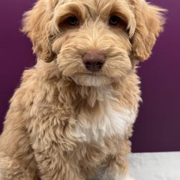 Australian Labradoodle Puppies from Liberty Hill Labradoodles