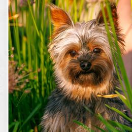 Jet - Yorkshire Terrier