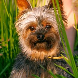 Jet - Yorkshire Terrier