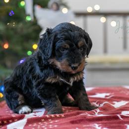 Sinai - friendly female - Phantom female Bernedoodle puppy in Eureka, Illinois from Joley Aire Family Dogs