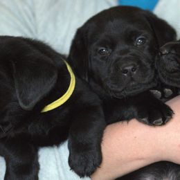 Labrador Retrievers from Reeds Sunset Acres