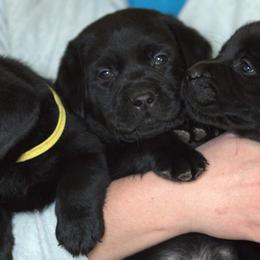 Labrador Retrievers from Reeds Sunset Acres