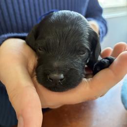 Blizzard - Black male Cockapoo puppy in Adrian, Oregon from ApplebyFarm