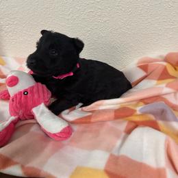 Pink Collar Girl - Black brindle female Scottish Terrier puppy in Hartville, Missouri from Stamper K9’s