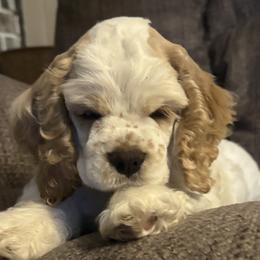Cocker Spaniels from Little Creek Cocker Spaniels