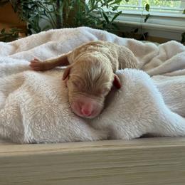 Daphne - Parti female Goldendoodle puppy in Barstow, California from Golden Desert Doodles