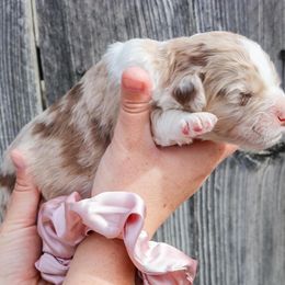 Red Merle Male - Aussiedoodle puppy in Orland, California from Shockley’s Elite Doodles