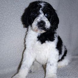 Boy 2 - male Poodle puppy in Frutia, Colorado from Switzer Poodles