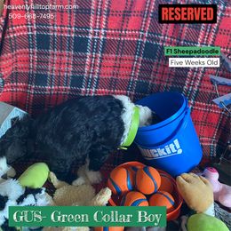 Goldendoodle, Poodle, and Sheepadoodle Puppies from Heavenly Hilltop Farm